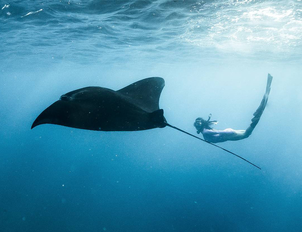 Snorkling with Manta Ray, Manta point, Manta bay, Snorkling manta, Manta ray, Manta point 66, Snorkling in Lembongan, Lembongan Snorkeling