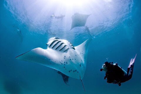 Diving