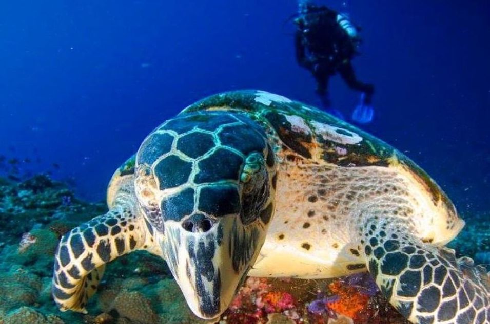 Diving